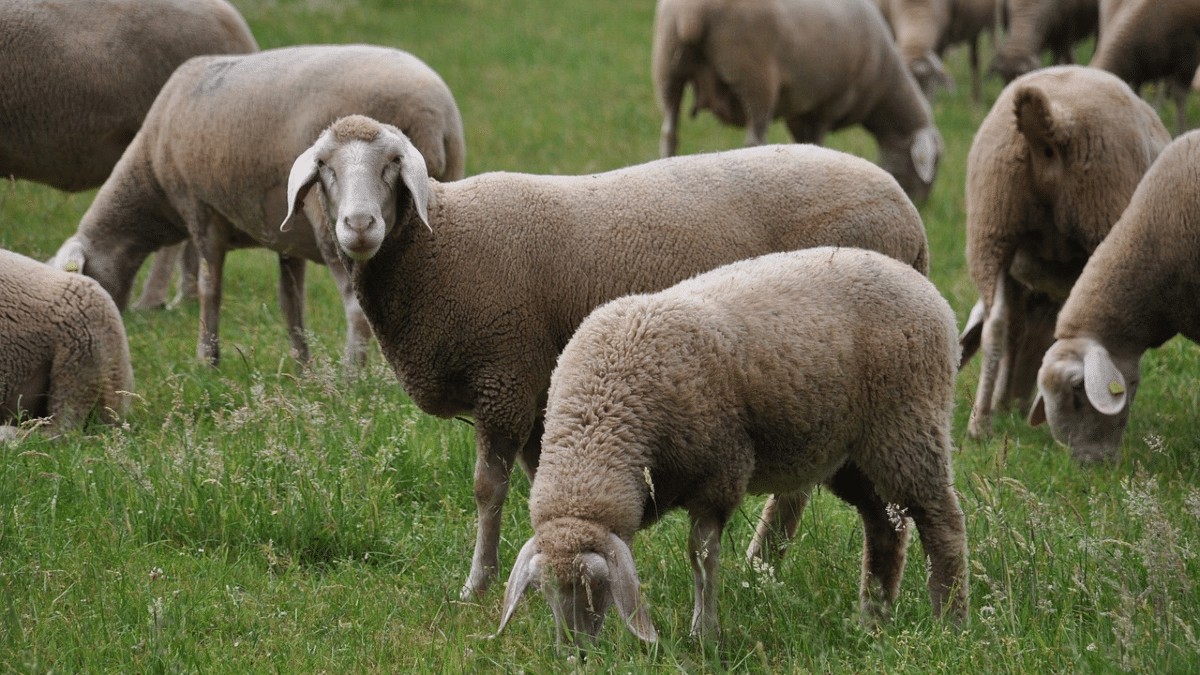 merino land sheep