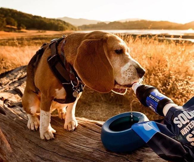 sawyer drink dog