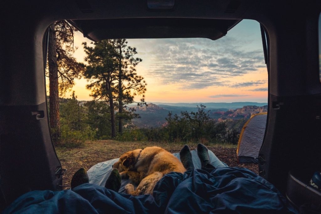 camping sleep dog